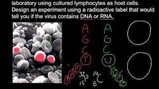 How to determine if virus DNA or RNA based using radioactive labeling [upl. by Uis]