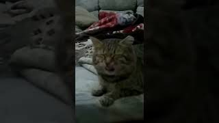 Sneezing cat 🤣 cat funny sneeze catmeme justvid [upl. by Chuah]