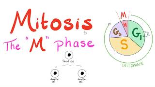 Concept of diploid and haploid cell Simplify your biology [upl. by Tish]