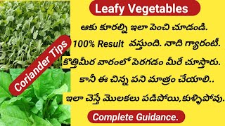 How to Grow Coriander in Just 7 DaysFastest MethodSowing Secreat Leafy Vegetables in SummerTips [upl. by Dihahs333]