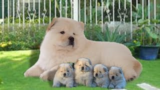 Mother Chow Chow dog in labor and giving birth to many cute puppies [upl. by Barbuto278]