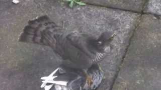 Sparrow Hawk Catches a Pigeon [upl. by Wayland]