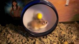 Dwarf Hamster in Wheel [upl. by Lehman]