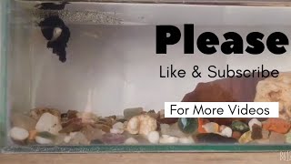 Betta fish breedingBetta fish breeding kaise kare [upl. by Hoshi]