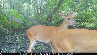 Maurepas Swamp WMA Trail Cam Videos MayJuly [upl. by Asylla]