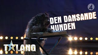 Lisa och hunden Kummin bjuder på show [upl. by Nwahsel]