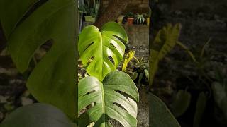 Monstera Deliciosa Collection monsteradeliciosa tropicalplants trending [upl. by Vania]