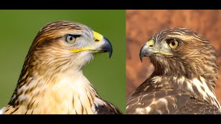 Falconry Ferruginous hawk VS Redtailed hawk [upl. by Ennaid]