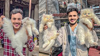 Persian cat price in Lahore  Triple Coat Punch Face Cats  Tollintion Market Lahore  Cat Market [upl. by Anaoy]