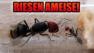 Meine neue seltene Ameisen Kolonie  Unboxing und Einrichten der Ameisenfarm [upl. by Tormoria]