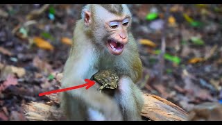 Notable Clips Collection Of the Week Of Baby monkey And Toad and [upl. by Phaidra945]