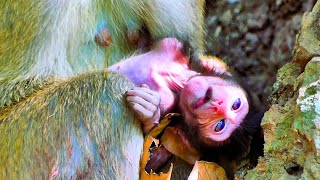 The young mother monkey has no milk The baby monkey becomes extremely weak [upl. by Lidda212]