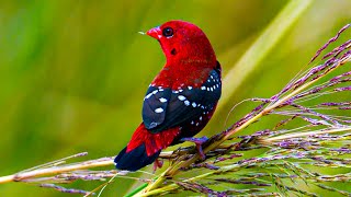 The Strawberry Finch Is The Most Adorable Little Swallow Youd Ever Have Seen [upl. by Armbruster]