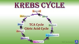 11 Krebs Cycle TCA Cycle Citric acid Cycle  Carbohydrates Metabolism  Biochemistry [upl. by Annwahs]