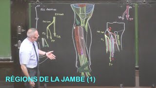 Anatomie des régions de la jambe 1 Membre inférieur 7 [upl. by Icken]