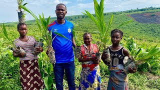 PLANTATION DE PALMIERS NAINS F1 TENERA A LUILA CHEZ MA MARTHE [upl. by Hut]