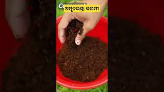 ଅମୃତଭଣ୍ଡା କଲମୀ ll Papaya grafting odishakrushakbandhu shorts short youtube papaya fruit bbq [upl. by England]