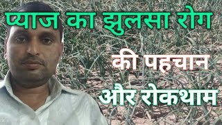 प्याज का झुलसा रोग  onion leaf blight disease [upl. by Nnagem]