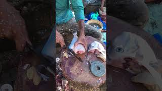 Leather jacket fish cutting skills fish fishcuting shorts [upl. by Annahtur398]