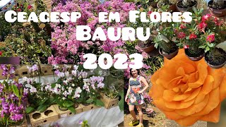 Ceagesp em Flores 2023  Ceagesp Bauru [upl. by Echikson]