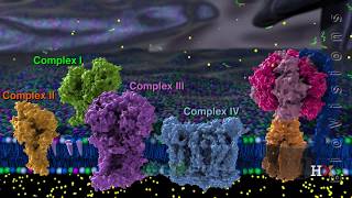 Electron transport chain [upl. by Ueihtam]