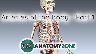 Arteries of the body  PART 1  Anatomy Tutorial [upl. by Elianora]