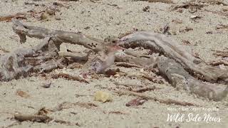 Least Tern Companion VIdeo [upl. by Cobbie]