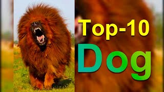 Top 10 Largest Dog Breeds In The World [upl. by Acirne317]