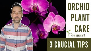 Orchid Plant Care 3 Crucial Tips [upl. by Reywas]