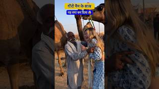 बाबा को लीवा पसंद आ गई शादी करेंगी pushkar pushkarfair pushkarmela [upl. by Pastelki]