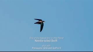 One of the fastest bird on this Planet  Needletailed Swift shot with Panasonic GH4 and GoPro 5 [upl. by Fronniah543]