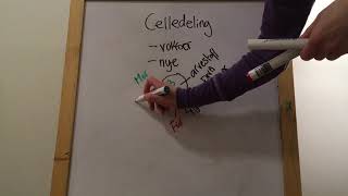 Celledeling mitose  vekstdeling Video 2 [upl. by Dulcea]