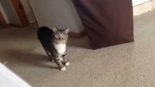 sneaky cat pounce in slow motion [upl. by Erkan]