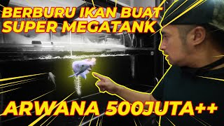 ARWANA SUPER RED TERMAHAL YANG GW LIAT 500JUTA [upl. by Spatola]