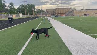 Brie vom Logan Haus 18 months old  sending over multiple jumps [upl. by Ennaillek997]