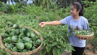 Harvest Eggplants For Cooking  Eggplants Curry Recipe  Cooking With Sreypov [upl. by Gide]