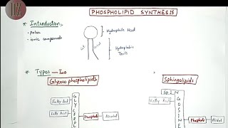 Phospholipid Synthesis Glycerophospholipids  Sphingolipids  Lipid Metabolism Doctor Z [upl. by Nosecyrb]