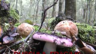 russula fragilis [upl. by Anirtac]