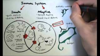 Immunology Overview [upl. by Enomas]