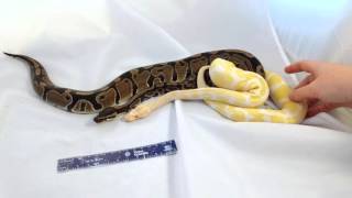 Ball Python Morphs Albino [upl. by Aggappe852]