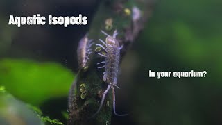 Intro to Aquatic Isopods in your aquarium [upl. by Loveridge]