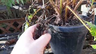 cyathea cooperi update [upl. by Htes350]