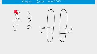 A2 Biology  Multiple alleles [upl. by Htenek]