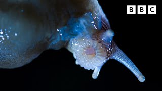 SHOCKING slug mating 😳  Wild Isles [upl. by Ahsil855]