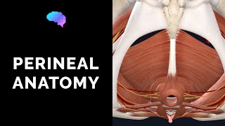 Anatomy of the Perineum 3D tutorial  UKMLA  CPSA [upl. by Rennug]