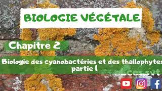 Biologie végétale  chapitre 2  Biologie des cyanobactéries et des thallophytes   Cyanobactéries [upl. by Lachlan]