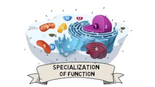 Cell Organization and Compartmentalization [upl. by Modestia]