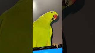 Bolne wala parrot viralvideo parrotsinging cuteanimals [upl. by Nahtannoj]