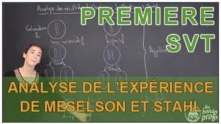 Analyse des résultats de lexpérience de Meselson amp Stahl  SVT  1ère  Les Bons Profs [upl. by Nitsrek]