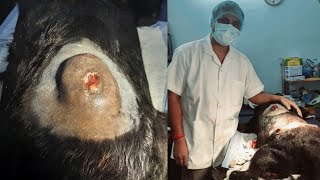 Big Skin Tumor in Dog  Lipoma in Dog  How to treat [upl. by Akcirred]